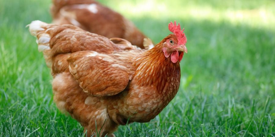 From Coop to Egg: Exploring Backyard Chicken House Options